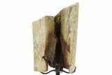 Fossil Triceratops Rib Section w/ Metal Stand - South Dakota #378559-2
